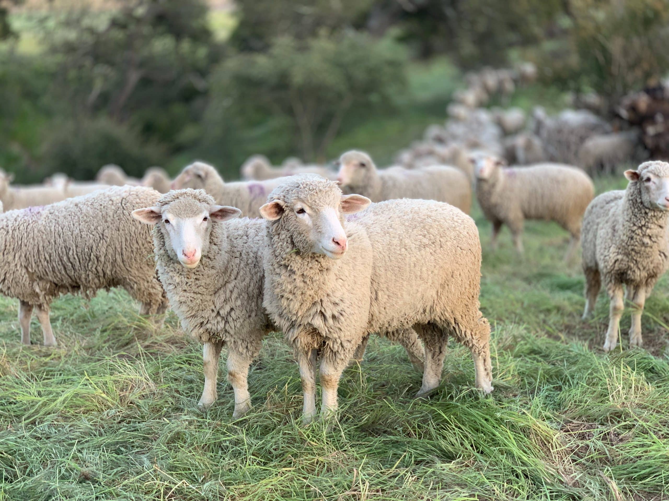 a flock of sheep in the meadows